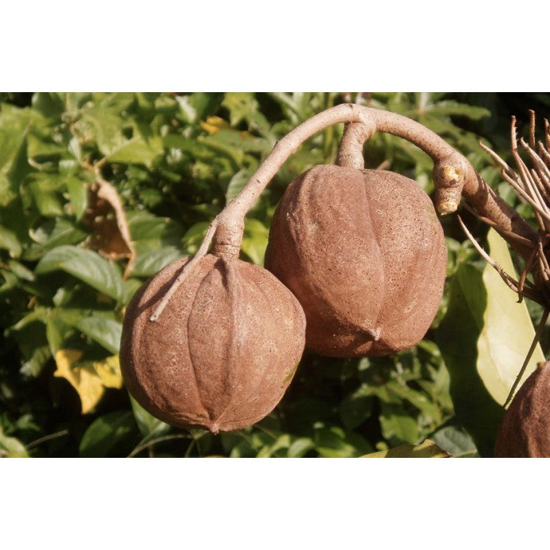 50ml de pure huile d'Andiroba pressée à froid