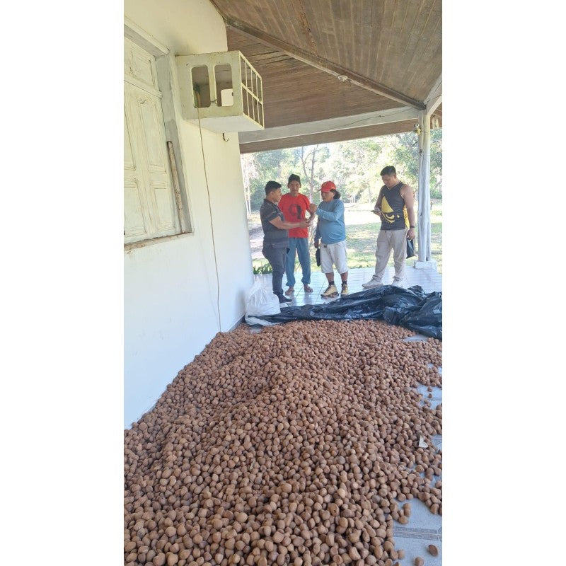 50ml de pure huile d'Andiroba pressée à froid